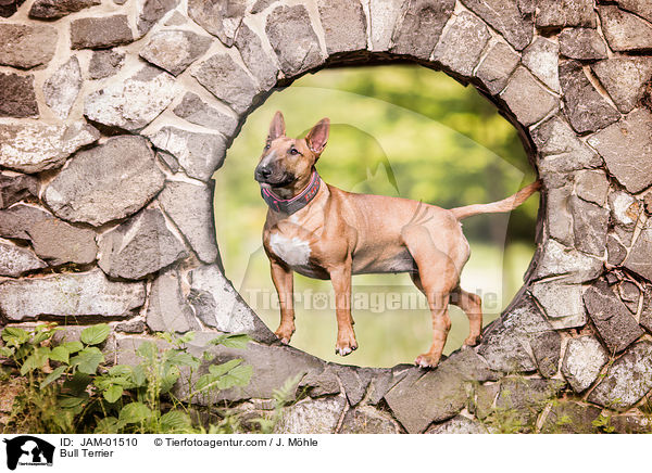 Bullterrier / Bull Terrier / JAM-01510