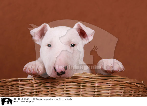 Bull Terrier Puppy / HL-01450