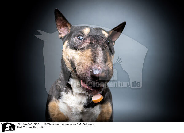 Bull Terrier Portrait / MAS-01556