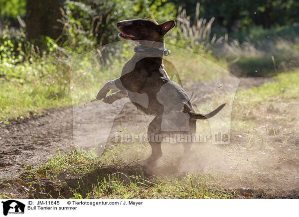 Bull Terrier in summer / JM-11645