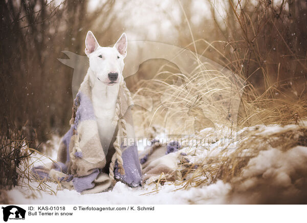 Bullterrier im Schnee / Bull Terrier in snow / KAS-01018