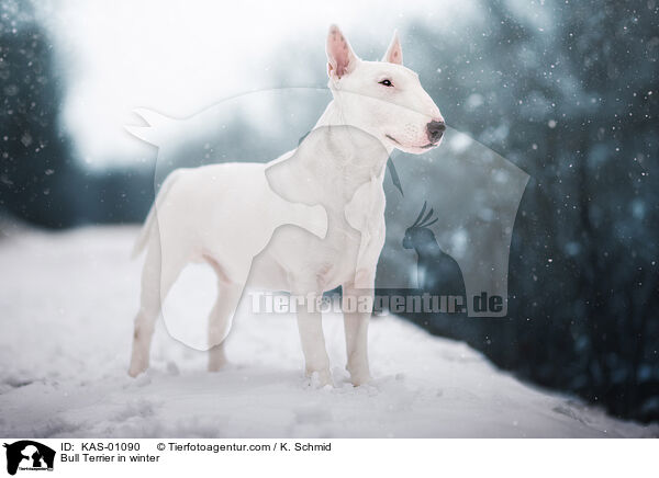 Bull Terrier in winter / KAS-01090