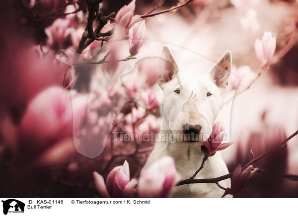 Bull Terrier / KAS-01146