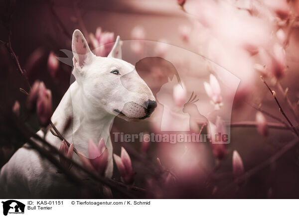 Bullterrier / Bull Terrier / KAS-01151