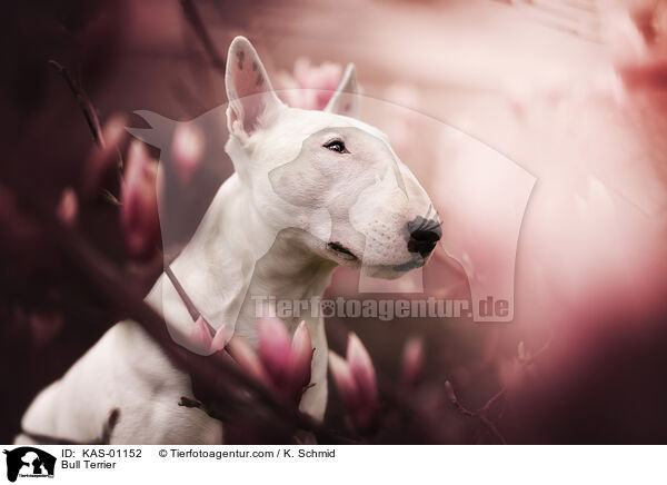 Bullterrier / Bull Terrier / KAS-01152