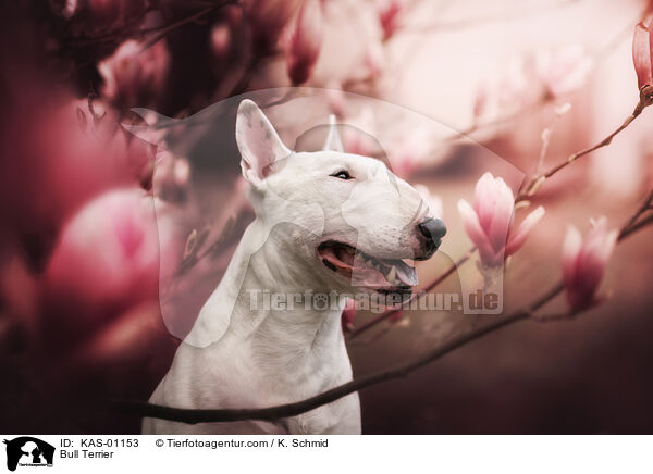Bull Terrier / KAS-01153