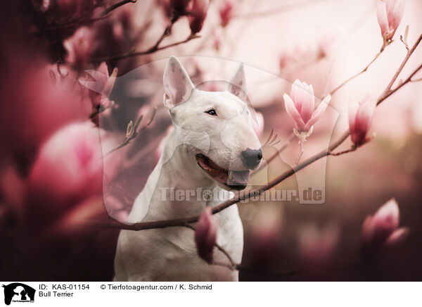 Bullterrier / Bull Terrier / KAS-01154