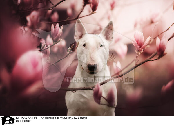 Bull Terrier / KAS-01155