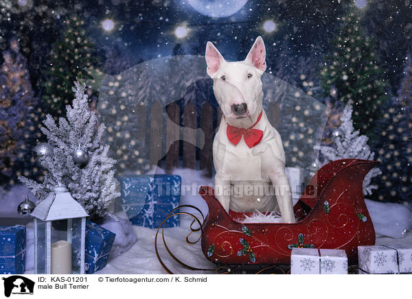 Bullterrier Rde / male Bull Terrier / KAS-01201