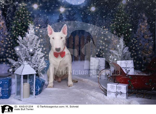 Bullterrier Rde / male Bull Terrier / KAS-01204