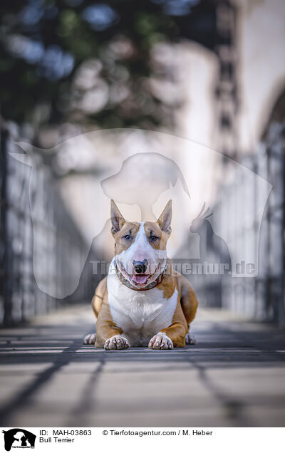 Bull Terrier / MAH-03863
