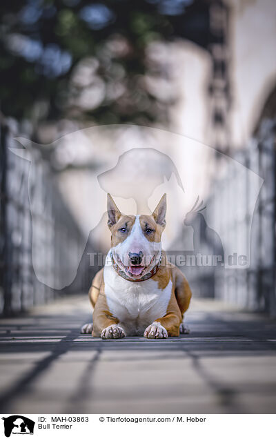 Bullterrier / Bull Terrier / MAH-03863