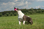 playing Bullterrier