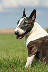 Bullterrier