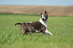 running Bullterrier