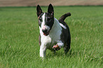 running Bullterrier