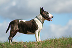 Bullterrier