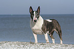 Bullterrier