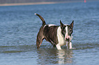 playing Bullterrier