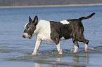 Bullterrier