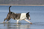 running Bullterrier