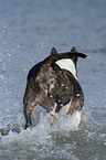 running Bullterrier