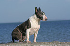 sitting Bullterrier