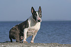 sitting Bullterrier