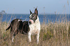 Bullterrier