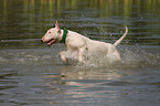 Bullterrier at water