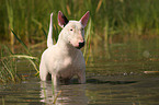 Bullterrier at water