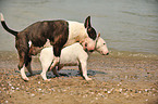 English Bull Terrier