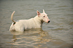 bathing English Bull Terrier