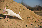 running Bullterrier