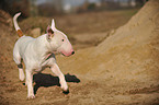 running Bullterrier