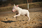 running Bullterrier