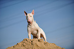 standing Bullterrier