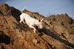 running Bullterrier