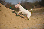 running Bullterrier