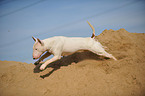 running Bullterrier