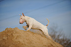 running Bullterrier