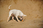 standing Bullterrier