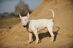 standing Bullterrier