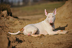 lying Bullterrier