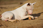 lying Bullterrier