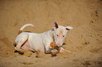 playing Bullterrier