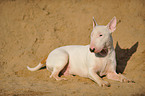 lying Bullterrier