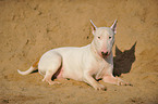 lying Bullterrier