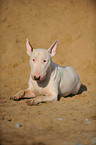 lying Bullterrier