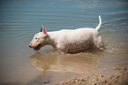 bathing Bullterrier